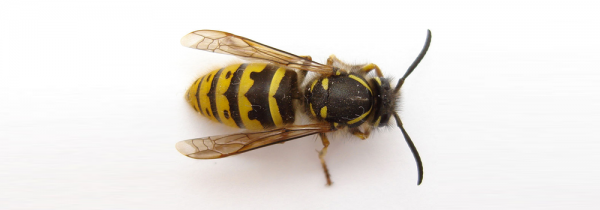 Wasp Image Blog May