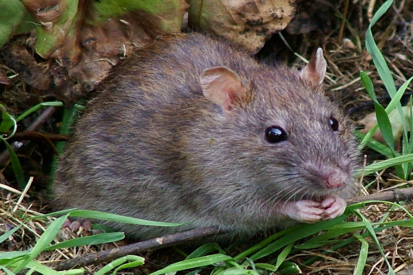 Rat